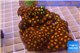 Zoanthus garden mix color 9-12 cm WYSIWYG acclimaté