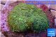 Rhodactis green big leaf 5-6 cm WYSIWYG acclimaté