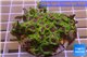 Zoanthus Fijii premium 8-12 cm WYSIWYG acclimaté