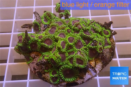 Zoanthus Fijii premium 8-12 cm WYSIWYG acclimaté