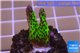Montipora green & purple polyps 1-2 cm WYSIWYG acclimaté