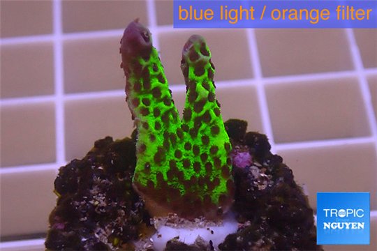 Montipora green & purple polyps 1-2 cm WYSIWYG acclimaté