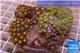 Zoanthus garden mix color 9-12 cm WYSIWYG acclimaté