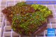 Zoanthus garden premium color 8-12 cm WYSIWYG acclimaté