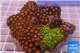 Zoanthus garden premium color 8-12 cm WYSIWYG acclimaté