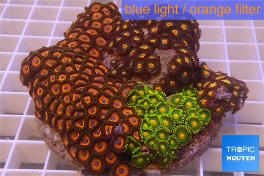 Zoanthus garden premium color 8-12 cm WYSIWYG acclimaté