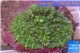 Rhodactis green big leaf 5-6 cm WYSIWYG acclimaté