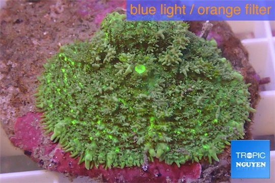 Rhodactis green big leaf 5-6 cm WYSIWYG acclimaté
