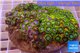 Zoanthus garden premium color 8-12 cm WYSIWYG acclimaté
