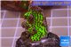 Montipora green & purple polyps 2-3 cm WYSIWYG acclimaté