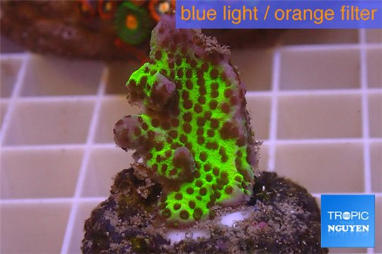 Montipora green & purple polyps 2-3 cm WYSIWYG acclimaté