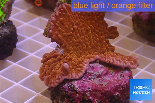 Montipora red purple polyps 4-5 cm WYSIWYG acclimaté