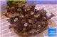 Zoanthus garden mix color 9-12 cm WYSIWYG acclimaté