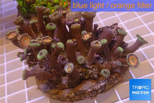 Zoanthus garden mix color 9-12 cm WYSIWYG acclimaté