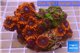Zoanthus red bam bam 8-12 cm WYSIWYG acclimaté