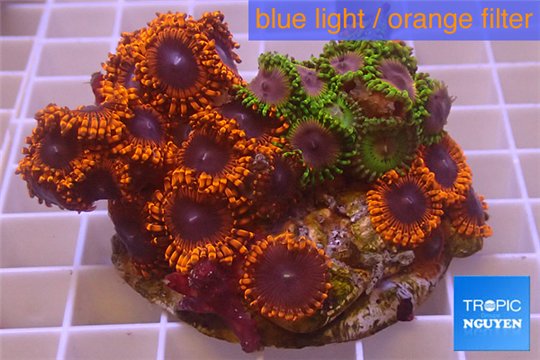 Zoanthus red bam bam 8-12 cm WYSIWYG acclimaté