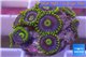 Zoanthus neon green magician blue 10-15 polyps WYSIWYG acclimaté
