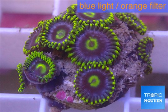 Zoanthus neon green magician blue 10-15 polyps WYSIWYG acclimaté