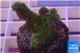 Pocillopora damicornis green & pink tip 2-3 cm WYSIWYG acclimaté