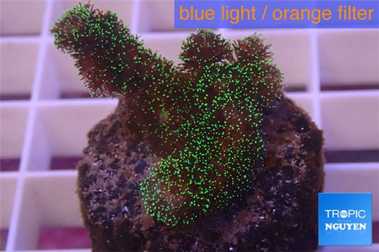 Pocillopora damicornis green & pink tip 2-3 cm WYSIWYG acclimaté