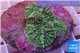 Rhodactis green big leaf 5-6 cm WYSIWYG acclimaté