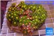 Zoanthus garden mix color 9-12 cm WYSIWYG acclimaté