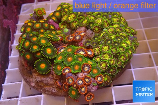 Zoanthus garden mix color 9-12 cm WYSIWYG acclimaté