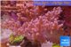 Litophyton long polyps 10-15 cm WYSIWYG acclimaté