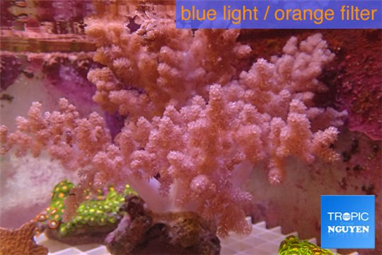 Litophyton long polyps 10-15 cm WYSIWYG acclimaté