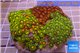 Zoanthus garden premium color 8-12 cm WYSIWYG acclimaté