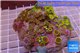 Zoanthus garden premium color 8-12 cm WYSIWYG acclimaté