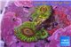 Zoanthus Fijii premium 4-6 polyps WYSIWYG acclimaté