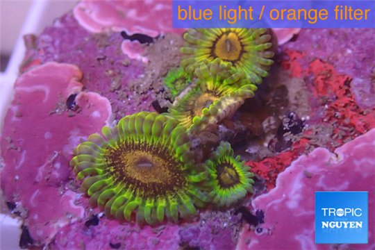 Zoanthus Fijii premium 4-6 polyps WYSIWYG acclimaté