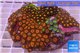 Zoanthus garden premium color 8-12 cm WYSIWYG acclimaté