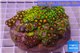 Zoanthus garden premium color 8-12 cm WYSIWYG acclimaté