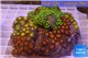 Zoanthus garden premium color 8-12 cm WYSIWYG acclimaté