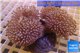 Sarcophyton triple body & long white polyps 8-14 cm WYSIWYG acclimaté