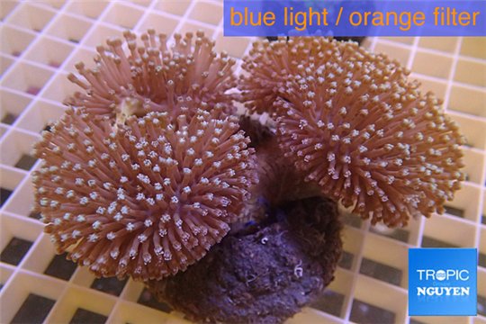 Sarcophyton triple body & long white polyps 8-14 cm WYSIWYG acclimaté