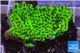 Montipora green & purple polyps 3-4 cm WYSIWYG acclimaté