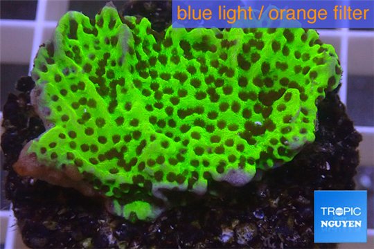 Montipora green & purple polyps 3-4 cm WYSIWYG acclimaté