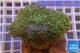 Sarcophyton green & white long polyps 8-12 cm WYSIWYG acclimaté