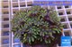 Clavularia papaya golden green 8-10 cm WYSIWYG acclimaté