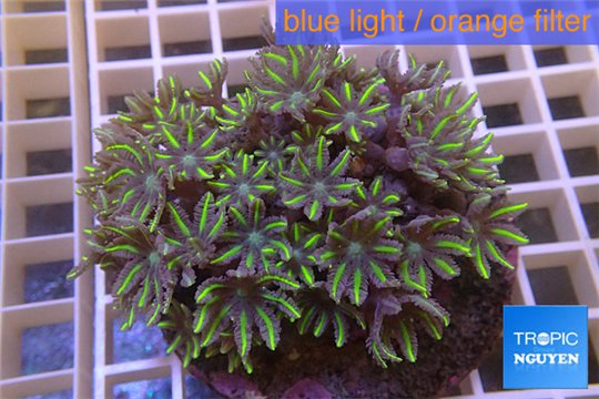 Clavularia papaya golden green 8-10 cm WYSIWYG acclimaté