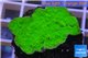 Montipora capricornis green plate 3-4 cm WYSIWYG acclimaté