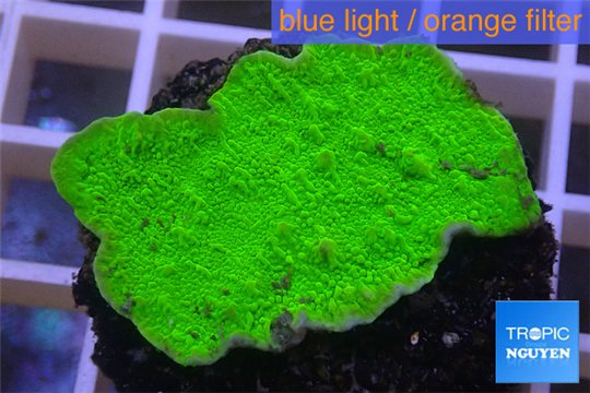 Montipora capricornis green plate 3-4 cm WYSIWYG acclimaté