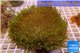 Sarcophyton green long polyps 8-12 cm WYSIWYG acclimaté