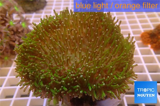 Sarcophyton green long polyps 8-12 cm WYSIWYG acclimaté
