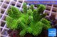 Lobophytum short finger green & golden polyps 7-12 cm WYSIWYG acclimaté