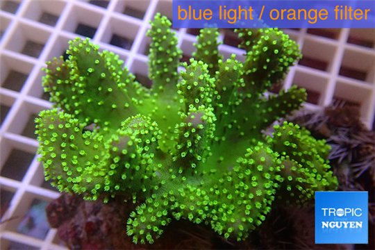 Lobophytum short finger green & golden polyps 7-12 cm WYSIWYG acclimaté