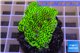 Montipora green & purple polyps 3-4 cm WYSIWYG acclimaté